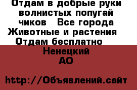 Отдам в добрые руки волнистых попугай.чиков - Все города Животные и растения » Отдам бесплатно   . Ненецкий АО